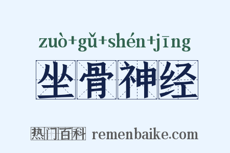 坐骨神经是什么意思的图片